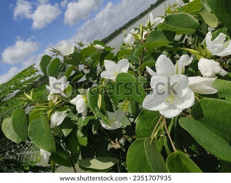  each flower consists of a floral axis upon which are borne the essential organs of reproduction (stamens and pistils) and usually accessory organs (sepals and petals) Royalty-Free Stock Photo #2351707935