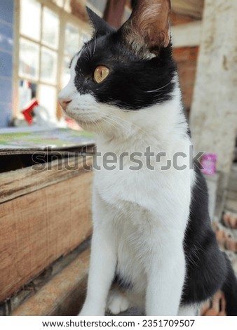 cat with black and white is watching something