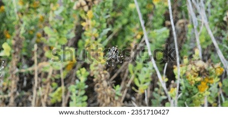 Western spotted orbweaver spider at Malibu Lagoon Natural Preserve in Malibu California  Royalty-Free Stock Photo #2351710427