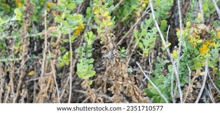 Western spotted orbweaver spider at Malibu Lagoon Natural Preserve in Malibu California  Royalty-Free Stock Photo #2351710577