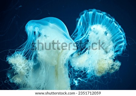 Jellyfish swimming in the water, selective focus
