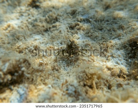 Pugettia gracilis in a Red Sea coral reef