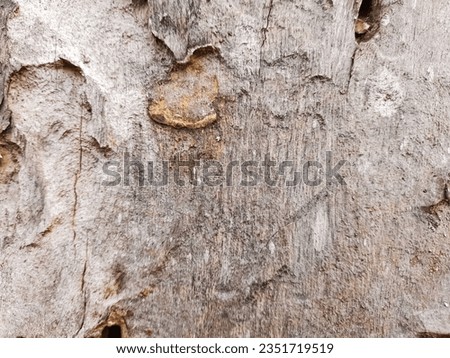 Old or weathered wood or tree bark texture. Background textures. Beautiful textures, nice, panoramic and exotic.