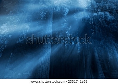 Foggy forest at night with moonbeas