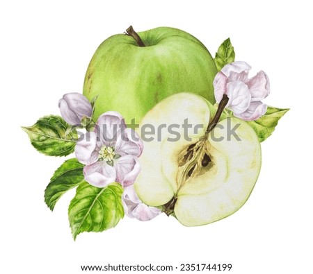 Green Apples with flowers. Watercolor botanical illustration of bright Fruits and leaves. Hand drawn floral clip art isolated on white background. Blooming spring composition for sticker and print