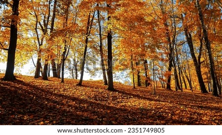 Autumn season with Beautiful romantic alley in a park with colorful trees and sunlight. autumn natural background Royalty-Free Stock Photo #2351749805