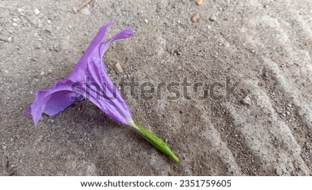 A purple petal Ruellia angustifolia flower on a street