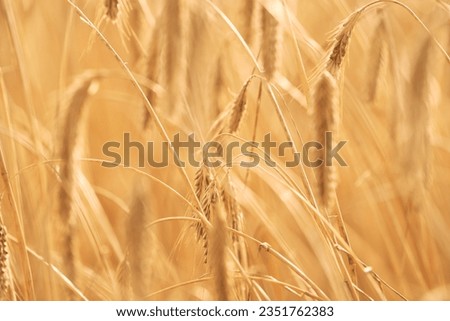 Wheat field. Background of agriculture wheat field. Rich harvest Concept. Ears of golden wheat close up. Beautiful Nature Sunset Landscape. Rural Farming Scenery under Shining Sunlight.