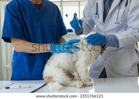 Young Asian veterinarian sits examining cute Shih Tzu dog with stethoscope in veterinary clinic, concept of health care and medicine for pets. A cute little dog examined at the veterinarian. In the cl