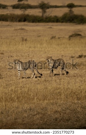 Animals of the masai mara