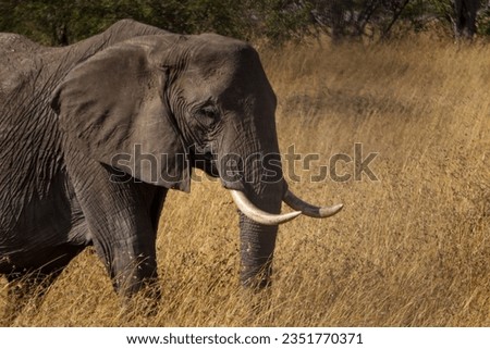 Animals of the masai mara