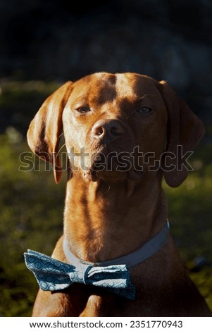 Hungarian Vizsla dog sat for a portrait picture wearing a bow tie, looking handsome in morning light. A strong athletic hound. National pet day.