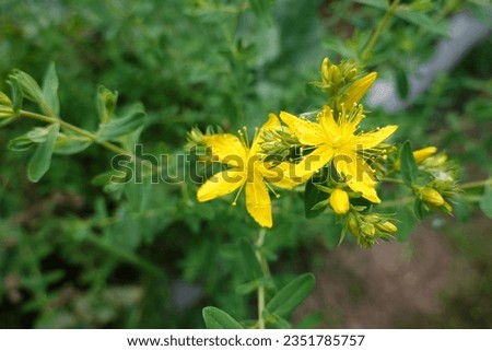 hypericum plant or St. John's wort. cultivation and flower of hypericum medicinal plant