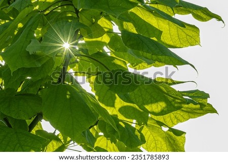 Trees at sunset, sun rays shining through tree branches and leaves. Soft, selective focus. Artificially created grain for the picture. Atmospheric distortion, hot air distortion, heat distortion, air 