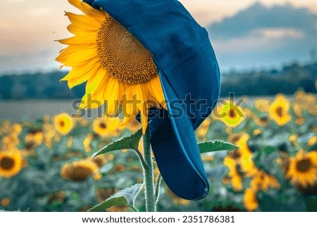 Beautiful sunflower at sunset with hat cap, natural background. Soft selective focus. Artificially created grain for the picture. Atmospheric distortion, hot air distortion, heat distortion, air refra