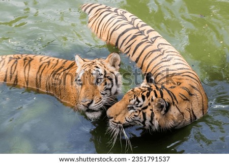 a photography of two tigers swimming in a body of water, panthera tigris in the water with a tiger in the background.