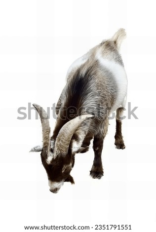 a photography of a goat with long horns standing on a white surface, capra ibexor goat with long horns standing on white surface.