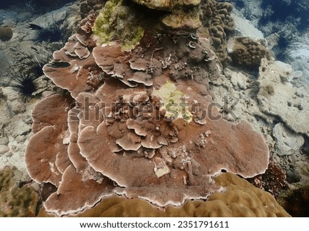 a photography of a coral reef with a variety of corals, coral reef with a variety of corals growing on it.