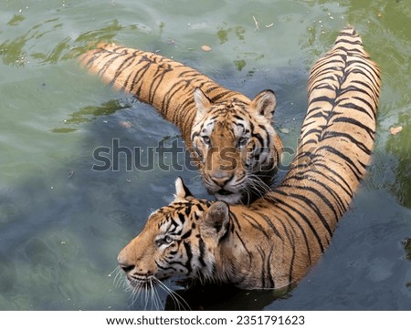 a photography of two tigers swimming in a body of water, panthera tigris in the water with their young cubs.