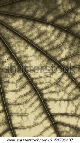 a photography of a leaf with a bug on it, dome of a leaf with a small bug on it.