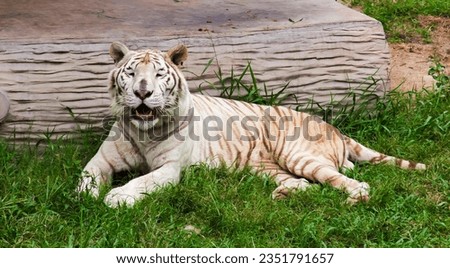 a photography of a white tiger laying in the grass with its mouth open, panthera tigris resting in the grass in a zoo enclosure.