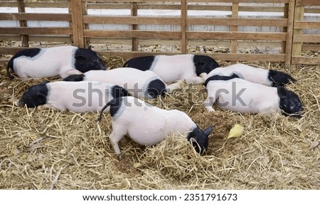 a photography of a group of baby pigs laying in hay, sus scrofas are laying in a pile of hay in a pen.