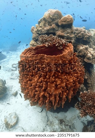 a photography of a coral reef with a large coral and fish, coral reef with a variety of different types of corals.
