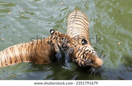 a photography of two tigers playing in the water together, panthera tigris playing in the water with each other.