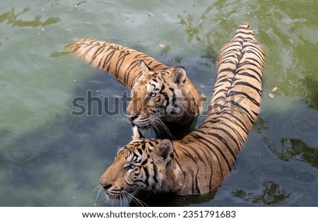 a photography of two tigers swimming in a body of water, panthera tigris swimming in a pond with their mother.