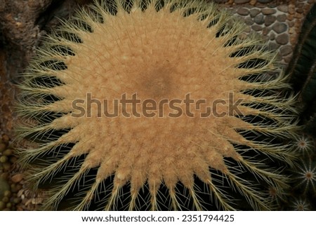 Golden barrel cactus ( Echinocactus grusonii ) ,Closeup image of Golden Barrel Cactus in botanic garden, Echinocactus grusonii