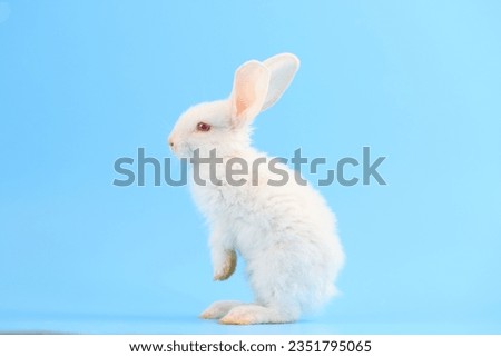 A healthy baby white bunny easter rabbit stand up on two legs on blue background. Fluffy rabbit on blue background Lovely mammal with beautiful bright eyes in nature life. Animal Easter symbol.