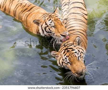 a photography of two tigers in the water with their mouths open, panthera tigris in the water with their mouths open.
