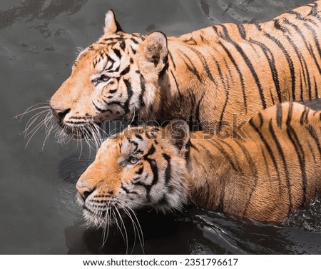 a photography of two tigers swimming in a body of water, panthera tigris in the water with their mother.