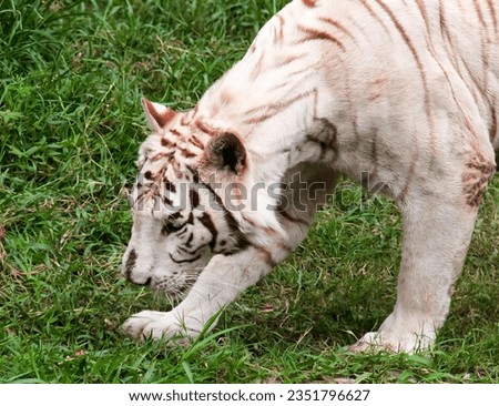 a photography of a white tiger in a grassy area eating grass, panthera tigris in a grassy area with a white tiger.