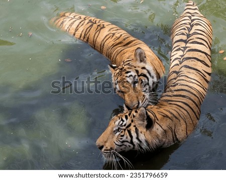 a photography of two tigers swimming in a body of water, panthera tigris in the water with their young in the water.