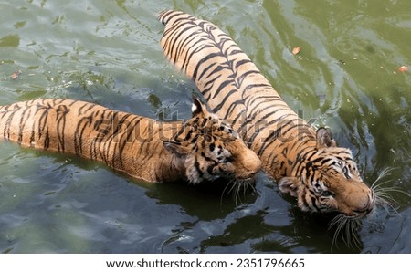a photography of two tigers swimming in a body of water, panthera tigris playing in the water with each other.
