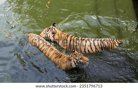 a photography of two tigers swimming in a body of water, panthera tigris swimming in a pond with their babies.