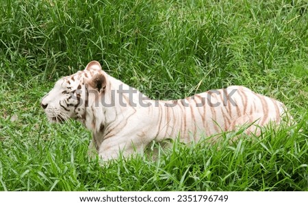 a photography of a white tiger laying in the grass, panthera tigris in the grass with a white tiger in the background.