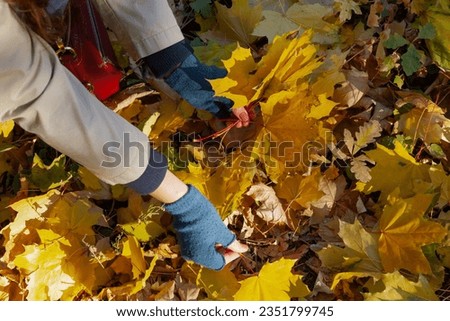 Collecting herbarium. Women hands in blue woolen mitts collect yellow maple leaves. View from above

 Royalty-Free Stock Photo #2351799745