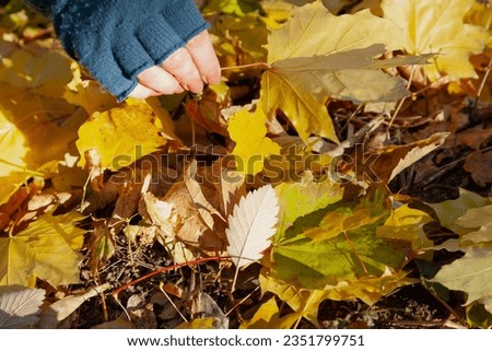 Collecting herbarium. Women hands in blue woolen mitts collect yellow maple leaves. View from above

 Royalty-Free Stock Photo #2351799751