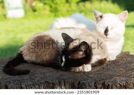 two cats walking in the yard