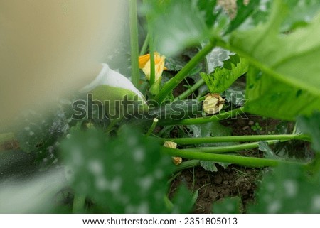 Farmer woman gardener harvesting zucchini in summer garden, cutting them with pruner and putting fruit in basket. Organic vegetables crop. Healthy food. High quality photo