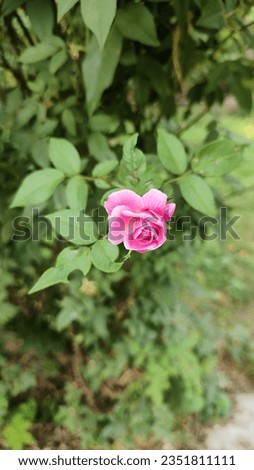 Picture of a pink rose