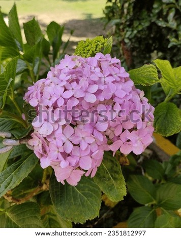 Picture of perennial hydrangea flower plant