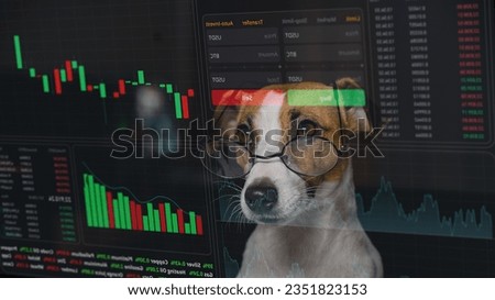 Jack Russell Terrier dog in glasses looks at the HUD menu. Stock charts. brokerage terminal.