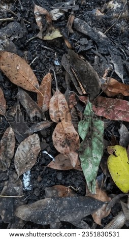 Background of dry leaves lying on the ground