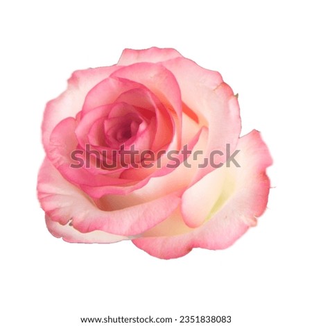 red rose isolated on white background Yellow pink red white rose 
