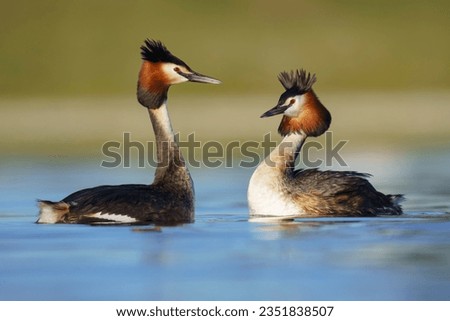 Great crested grebe courtship (Podiceps cristatus) Royalty-Free Stock Photo #2351838507