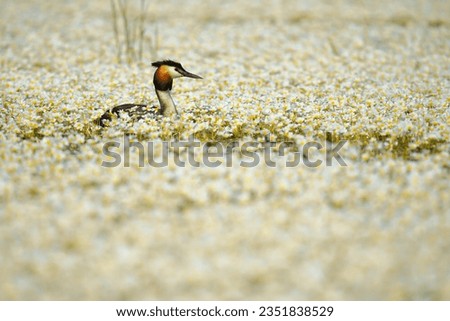 Great crested grebe (Podiceps cristatus) in the wild