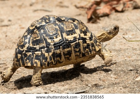 A Leopard Tortoise walks along in the arid savanna of Ruaha National Park. They are the most widespread of the many African Tortoise species, preferring hotter. drier habitats. Royalty-Free Stock Photo #2351838565